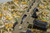 Monastor 102 Dark Earth 12ga Semi Auto Shotgun