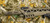 Monastor 102 Dark Earth 12ga Semi Auto Shotgun