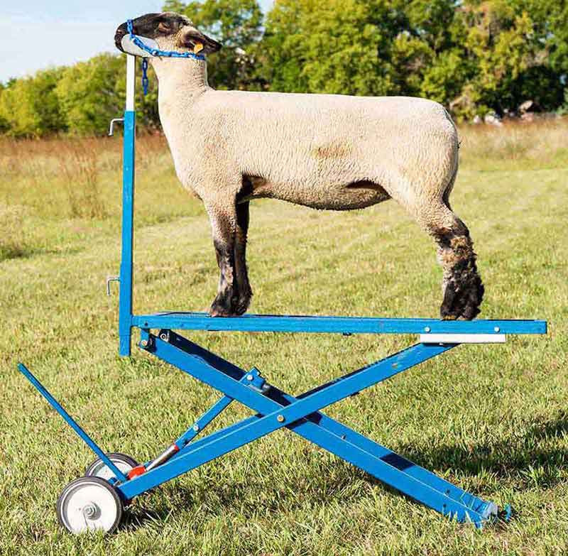 sheep Sydell Hydraulic Sheep Stand No. 780 Sydell - Valley Vet Supply | Fitt