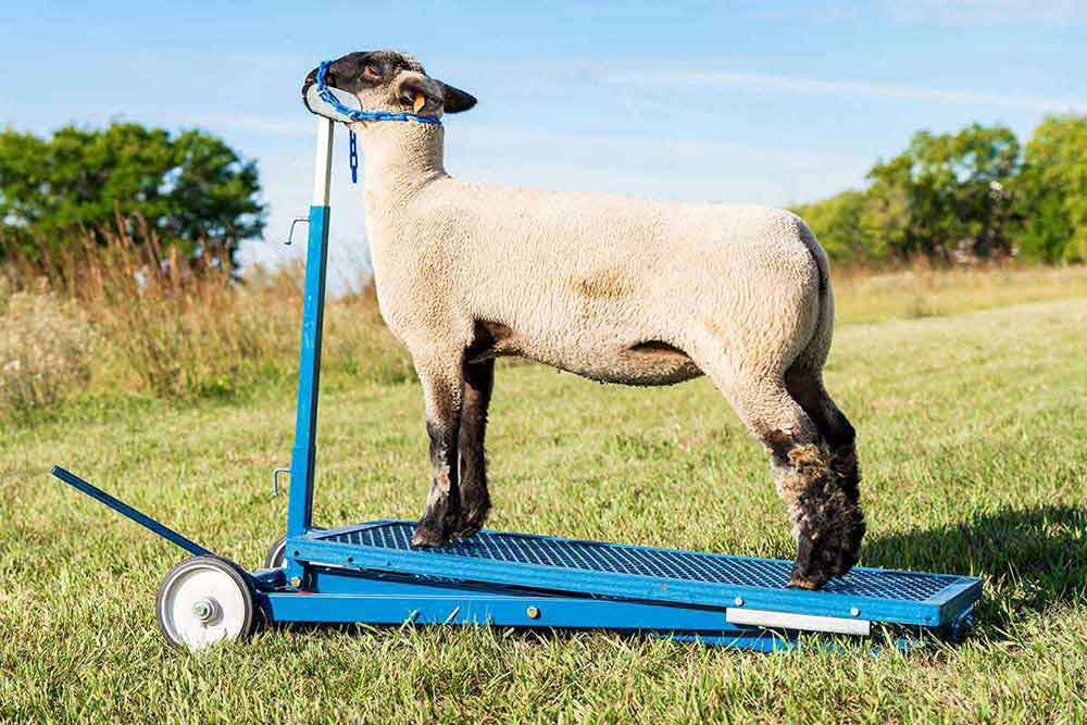Sydell Hydraulic Sheep Stand No. 780 Sydell - Valley Vet Supply | Fitt