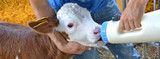 3 Tips For Calving Season