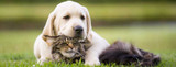 Busting 5 Myths About Heartworm Disease