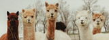 A Legacy of Passion for the Camelid Industry