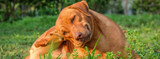 Treating Allergy Symptoms in Dogs With Apoquel