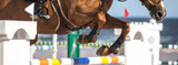 Arthritis in Horses