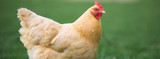 QA: How to Prevent Bird Flu in Chickens