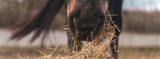 Basic Horse Care: Essential Guide for New Owners