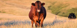 Understanding New World Screwworm in Livestock and Pets