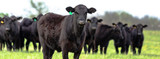 A Practical Tool for Immune Support: Zinpro ProFusion for Cattle Care