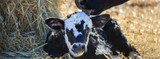 Bovine Colostrum: Help Calves Survive and Thrive