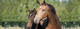 Breeding Horses? One Broodmare's Story