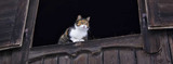8 Not-to-miss Tips: Caring for Barn Cats