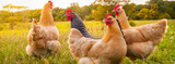 Raising Chickens 101: The Basics for Managing your Brood