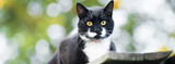Caring for an Outdoor Cat?