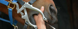 Ensure Your Horse's Dental Health