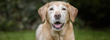 Caring for Your Senior Dog