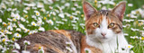 Cat Flea and Tick Control Comparison Chart