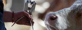 Cattle Ear Tattoo Application and Best Practices