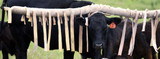 Cattle Fly Control Options, Explained
