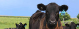 Cattle Identification: Incorporating Official ID and Genetics
