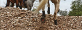 Cavallo Hoof Boots QA: No Shoes This Spring