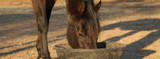 FAQ: Is Your Horse Choking?