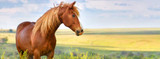Choosing a Horse Dewormer Pack