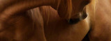Colic in Horses, Explained