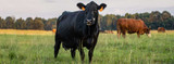 Controlling Flies, Ticks and Cattle Lice