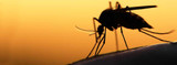 Controlling Mosquitoes and Dangerous Disease Risk