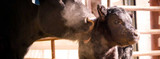 Cow Having Trouble Calving? How to Help