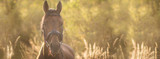 Deworming Your Horse? Reference this Comprehensive QA