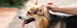 Dog Flea and Tick Control Comparison Chart