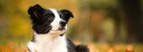 Dog Vaccinations 101: Common Canine Diseases, Recommended Vaccinations