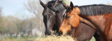 Tips for Preventing Colic