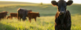 Ensure Healthy Calves: Experts Share Calf Health Tips