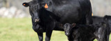 FAQ Estrus Synchronization in Cattle