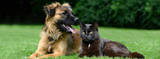 FAQ About Heartworms and Heartworm Disease