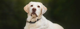 FAQ: Addison's Disease in Dogs