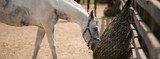 FAQ Horse Feeding