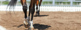 FAQ: Lameness and Arthritis in Horses