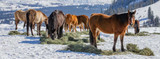 Feeding Horses in Winter: 3 Facts