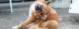 Are Fleas and Ticks Bugging Your Pet?