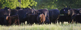 GFI 263 Cattle Antibiotics