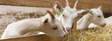 Goat Deworming Guide: Managing Internal Parasites