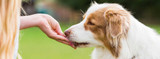 Comparison Chart: Heartworm Prevention Medicine For Dogs