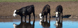 QA: Avoid Heat Stress, Cattle Health and Safety Depend on It