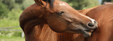 Help Your Horse Breathe Easy