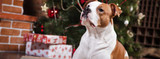 Holiday Food May Lead Pets to the ER