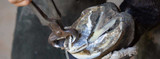 Horse Hoof Cracks 101